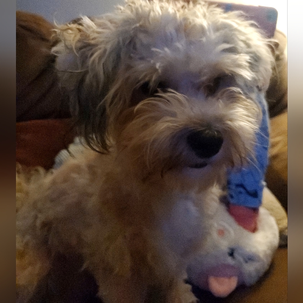 Meet your Posher, Daisy